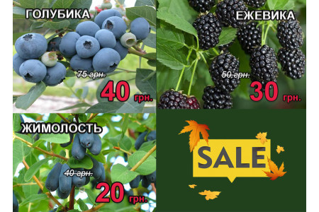Акція на саджанці лохини, ожини, жимолості