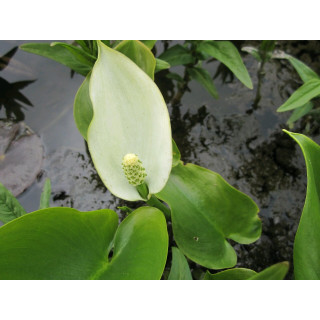 Калла/Белокрыльник (Calla palustris)