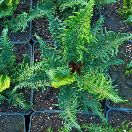 Щитник чоловічий 'Crispa Congesta' (Dryopteris f.-m. 'Crispa Congesta')