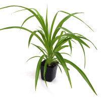 Хлорофітум чубатий (Chlorophytum comosum)
