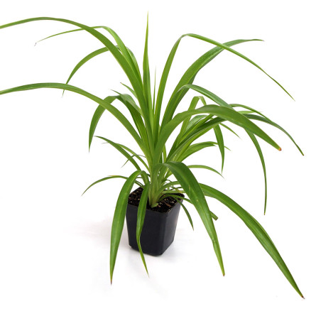 Хлорофітум чубатий (Chlorophytum comosum)