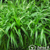 Хлорофітум чубатий (Chlorophytum comosum)