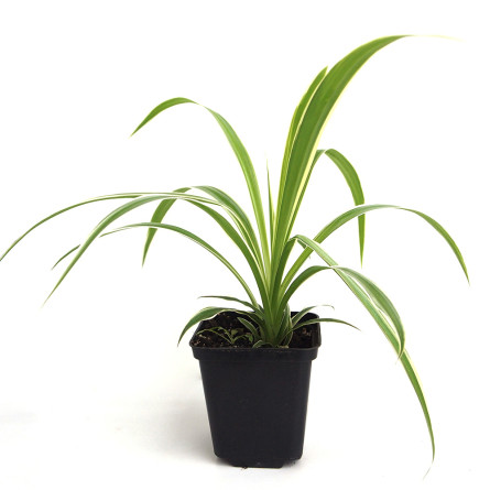 Хлорофитум хохлатый вар. (Chlorophytum comosum Variegata)