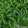 Хлорофитум хохлатый вар. (Chlorophytum comosum Variegata)