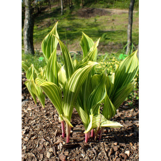 Конвалія травнева 'Polish Beauty' (Convallaria majalis 'Polish Beauty')
