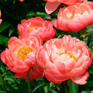 Піон 'Coral sunset' (Paeonia 'Coral Sunset')