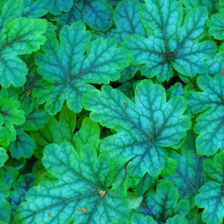 Гейхерелла 'Tapestry' (Heucherella 'Tapestry')
