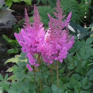 Астільба китайская 'Little Visions in Pink' (Astilbe chin.'Little Visions in Pink')