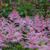 Астильба 'Flamingo' (Astilbe 'Flamingo')
