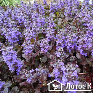 Живучка ползучая 'Black scallop' (Ajuga reptans  'Black Scallop')