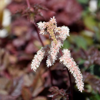 Астільба 'Сhocolate shogun' (Astilbe 'Сhocolate shogun')