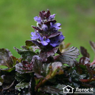 Живучка ползучая 'Black scallop' (Ajuga reptans  'Black Scallop')