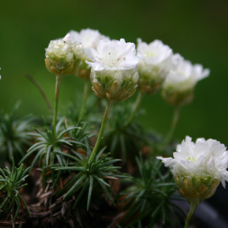 Армерія 'Alba' (Armeria jun. 'Alba')