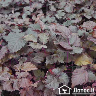 Астільба 'Сhocolate shogun' (Astilbe 'Сhocolate shogun')