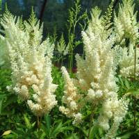 Астільба 'Diamant' (Astilbe 'Diamant')