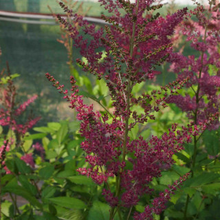 Астильба 'Flamingo' (Astilbe 'Flamingo')