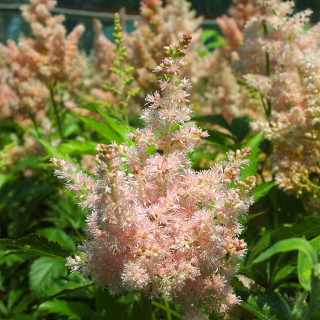 Астільба карликова (Astilbe Liliput)