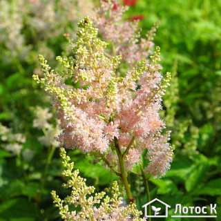 Астільба 'Nikki'  (Astilbe 'Nikki' )