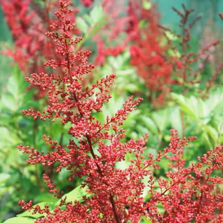 Астильба 'Red sentinel' (Astilbe 'Red Sentinel')