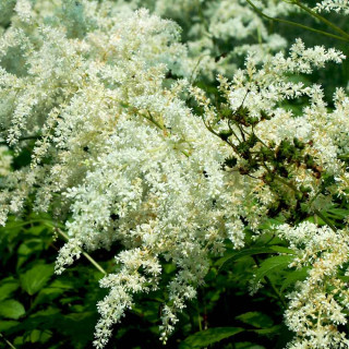 Астільба 'Weisse Gloria' (Astilbe 'Weisse Gloria')