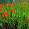 Крокосмія 'Lucifer' (Crocosmia 'Lucifer')