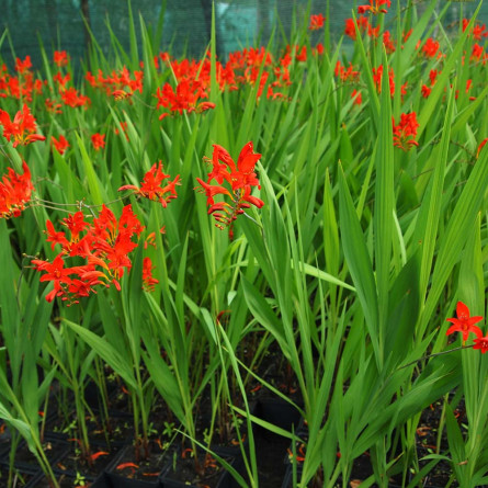 Крокосмія 'Lucifer' (Crocosmia 'Lucifer')