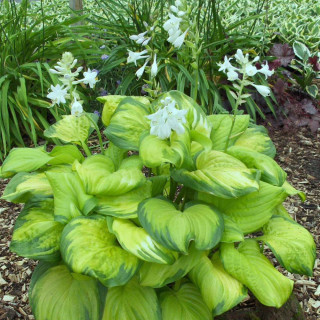 Хоста 'Guacamole' (Hosta 'Guacamole')