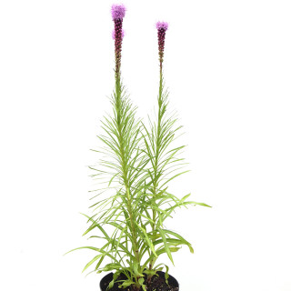 Лиатрис спиката (Liatris spicata)
