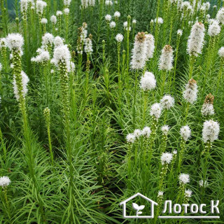 Лиатрис колосистая 'Alba' (Liatris floristan 'Alba')