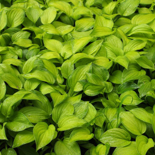 Хоста 'Guacamole' (Hosta 'Guacamole')