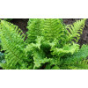 Щитовник мужской 'Crispa Cristata' (Dryopteris f.-m. 'Crispa Cristata')