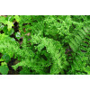 Щитовник мужской 'Crispa Cristata' (Dryopteris f.-m. 'Crispa Cristata')