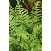 Щитовник мужской 'Crispa Cristata' (Dryopteris f.-m. 'Crispa Cristata')