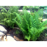 Щитник чоловічий 'Crispa Cristata' (Dryopteris f.-m. 'Crispa Cristata')
