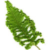 Щитовник мужской 'Crispa Cristata' (Dryopteris f.-m. 'Crispa Cristata')