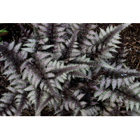 Безщитник жіночий 'Burgundy Lace' (Athyrium 'Burgundy Lace') 
