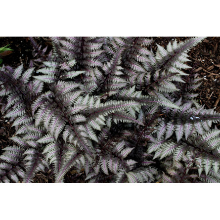 Безщитник жіночий 'Burgundy Lace' (Athyrium 'Burgundy Lace') 