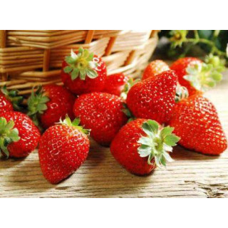 Земляника садовая фриго сорт 'Jive' класс А (Fragaria ananassa 'Jive' А)