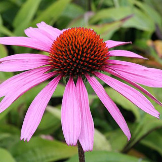 Эхинацея пурпурная 'Rubinstern'  (Echinacea purp. 'Rubinstern')