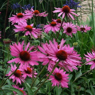Эхинацея пурпурная 'Rubinstern'  (Echinacea purp. 'Rubinstern')