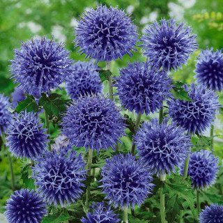 Мордовник 'Blue globe' (Echinops bannaticus  'Blue Globe')