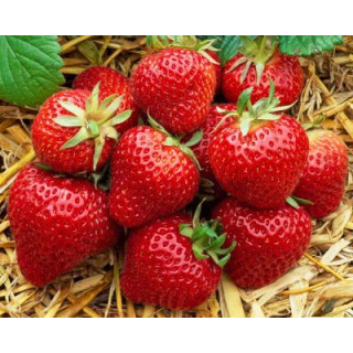 Земляника садовая фриго сорт 'Elsanta' класс А (Fragaria ananassa 'Elsanta' А)