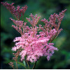 Лабазник красный 'Venusta Magnifica' (Filipendula rubra 'Venusta Magnifica')