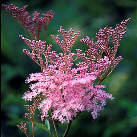 Лабазник красный 'Venusta Magnifica' (Filipendula rubra 'Venusta Magnifica')