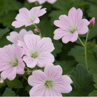 Герань 'Dreamland' (Geranium 'Dreamland')