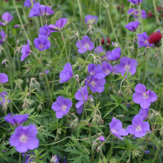 Герань 'Orion' (Geranium 'Orion')
