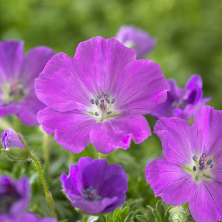Герань кроваво-красная 'Max Frei' (Geranium sa. 'Max Frei')