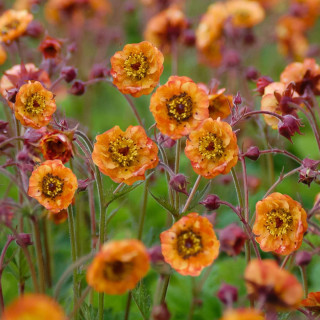 Гравілат 'Alabama Slammer' (Geum 'Alabama Slammer')
