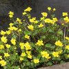 Калужниця болотна (Caltha palustris)