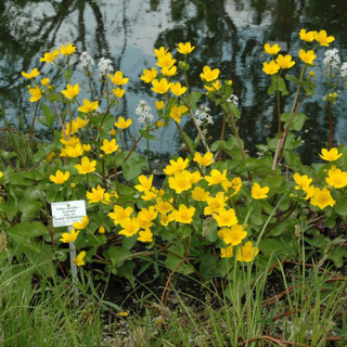 Калюжниця болотна 'Auenwald' (Caltha palustris 'Auenwald')